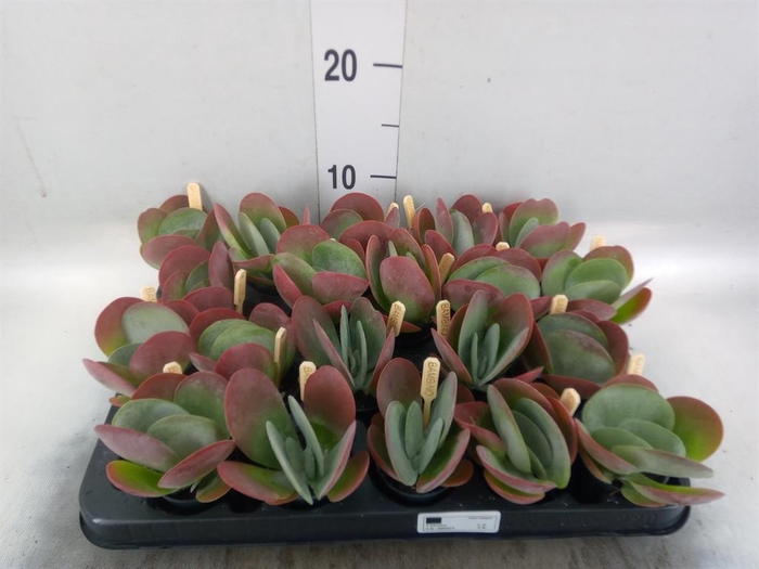 <h4>Kalanchoe NF thyrsiflora</h4>