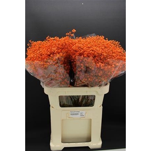 Gyps Grof Oranje