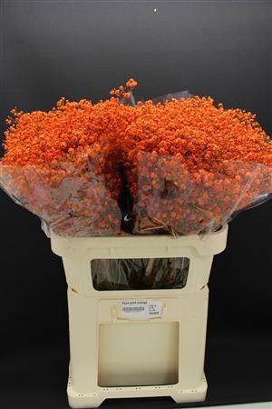 <h4>Gyps Grof Oranje</h4>