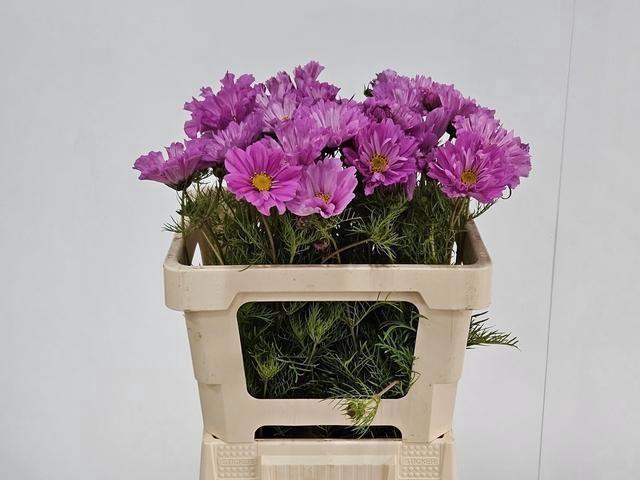 <h4>COSMOS BIPINNATUS</h4>