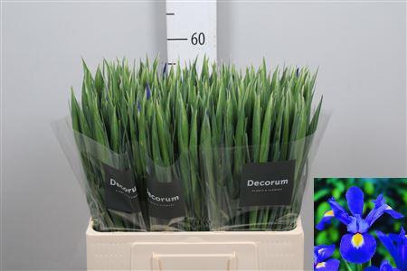 <h4>Iris Prof Blaauw</h4>