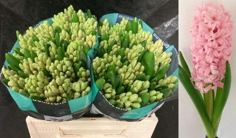 <h4>HYAC PINK SURPRISE 2x25</h4>