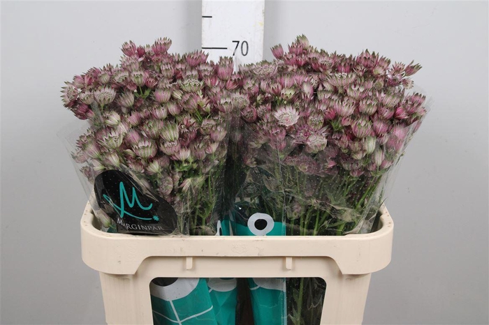 <h4>Astr Star Of Africa</h4>