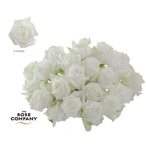 Rosa Ec Tundra