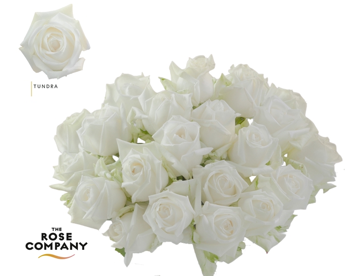 <h4>Rosa Ec Tundra</h4>
