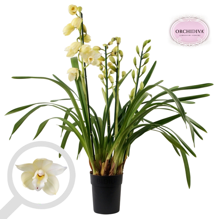 <h4>Cymbidium Early Sue Paddy 2 tak</h4>