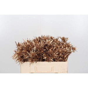 Eryn Orion Kl Bh Antiek Goud