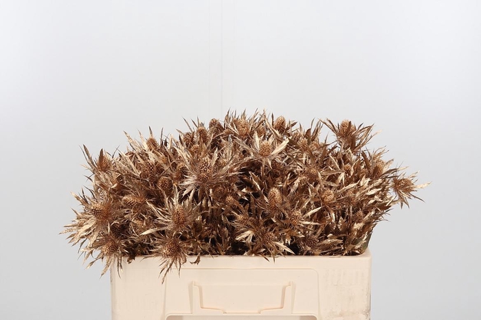 <h4>Eryn Orion Kl Bh Antiek Goud</h4>