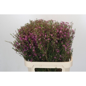 Chamelaucium Eden