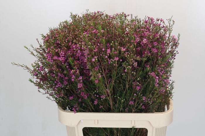 <h4>Chamelaucium Eden</h4>