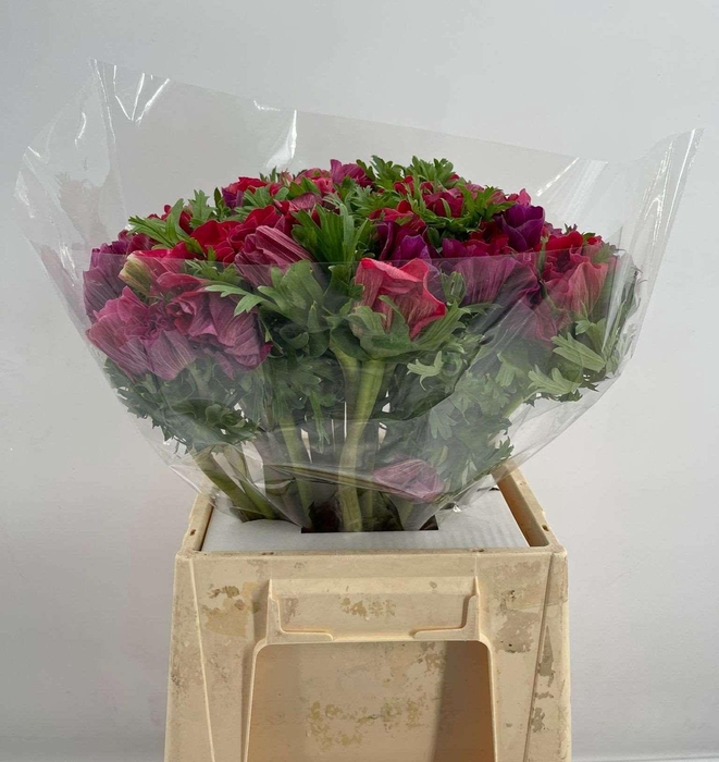 <h4>ANEM SUP MAGENTA</h4>