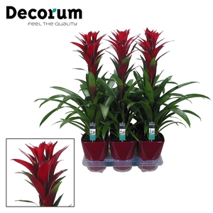 Guzmania Switch Luxe Keramiek (Decorum)