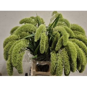 SETARIA IT SANNEYARA PER POT vergessen