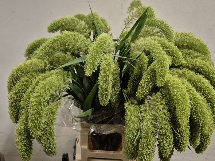 <h4>SETARIA IT SANNEYARA PER POT</h4>