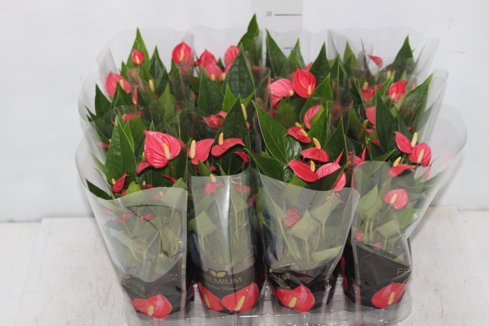 <h4>ANTHURIUM MINI MILLION FLOWERS P09</h4>