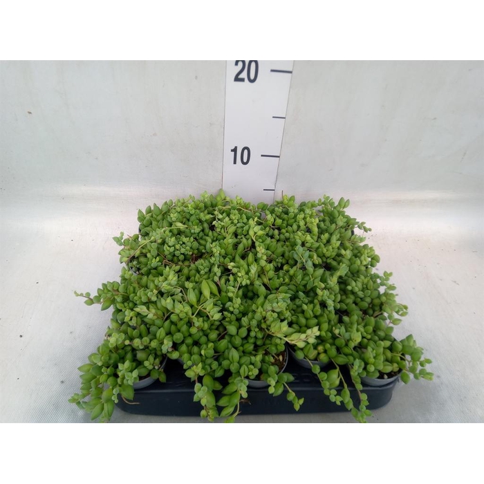 <h4>Senecio herreianus</h4>