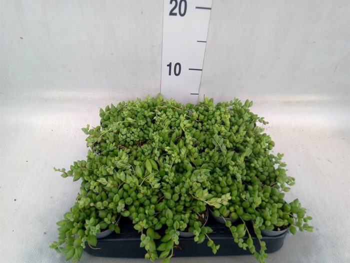 <h4>Senecio herreianus</h4>