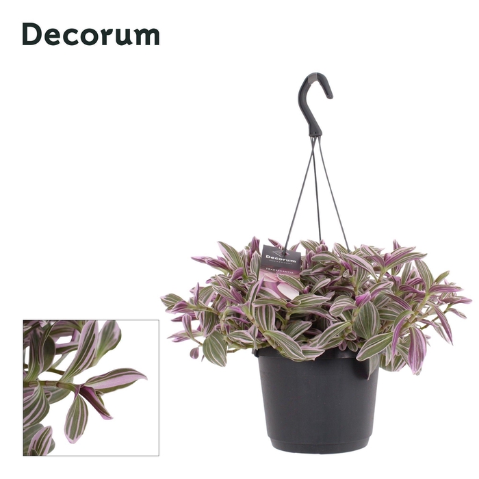 <h4>Tradescantia cerinthoides 'Flamingo Hill'</h4>