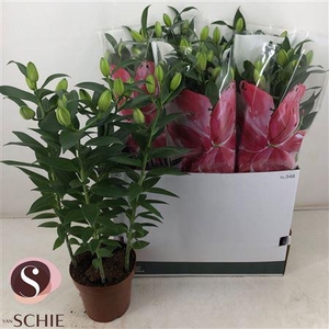 Lil Or Du Rl Zeta 4 Pp Min 10 Bloemen+
