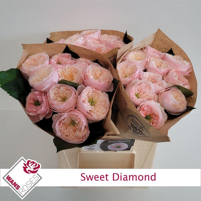 <h4>R Bu Sweet Diamond</h4>