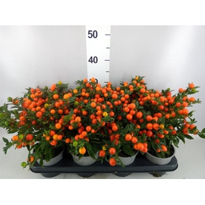 Solanum pseudocapsicum 'Bartoli'