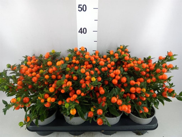 <h4>Solanum pseudocapsicum 'Bartoli'</h4>
