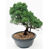 Juniperus chinensis