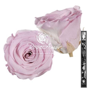 60cm Stem Bic07
