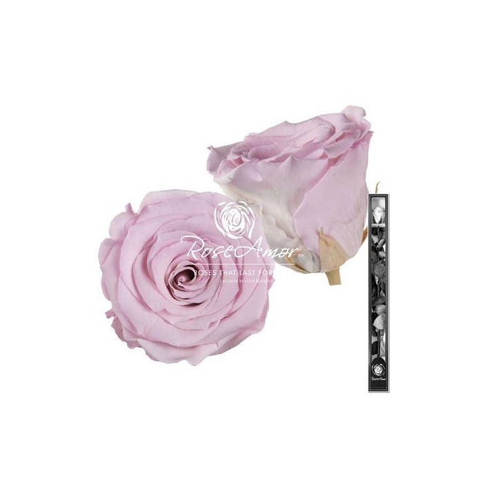 <h4>60cm Stem Bic07</h4>