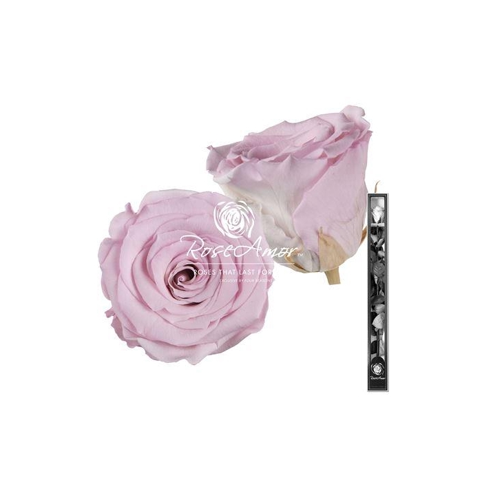 <h4>60cm Stem Bic07</h4>