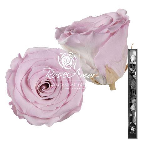60cm Stem Bic07