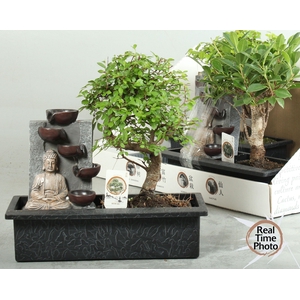 BONSAI GEM