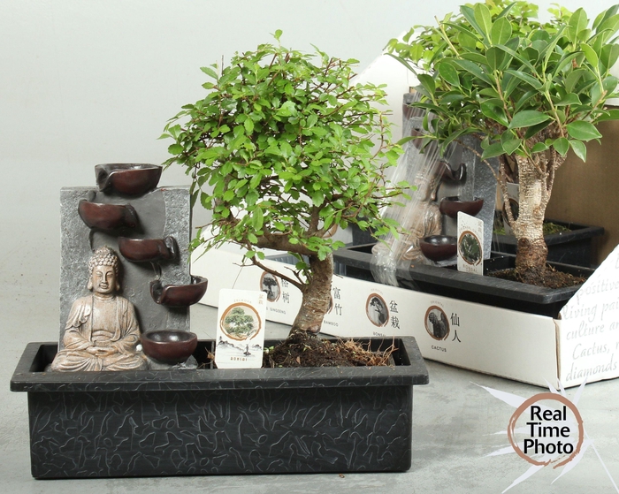 <h4>BONSAI GEM</h4>
