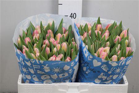 <h4>Tu En Tom Pouce</h4>