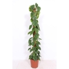 Philodendron Scandens mosstok 150cm