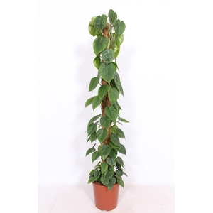 Philodendron Scandens mosstok 150cm