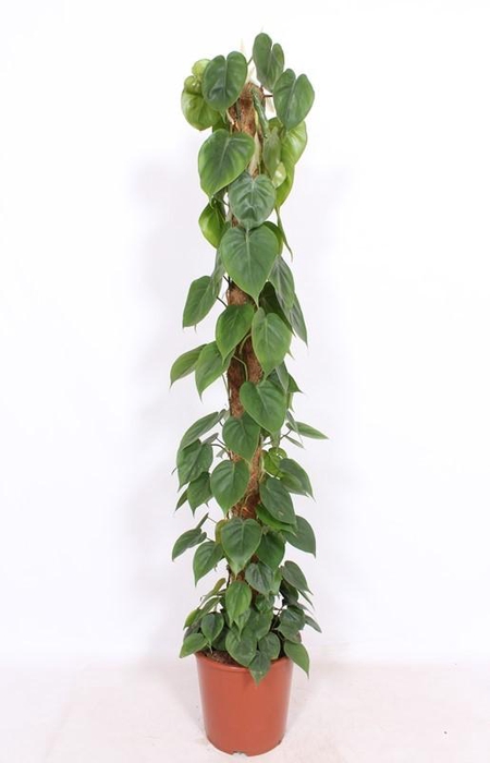 <h4>Philodendron Scandens mosstok 150cm</h4>