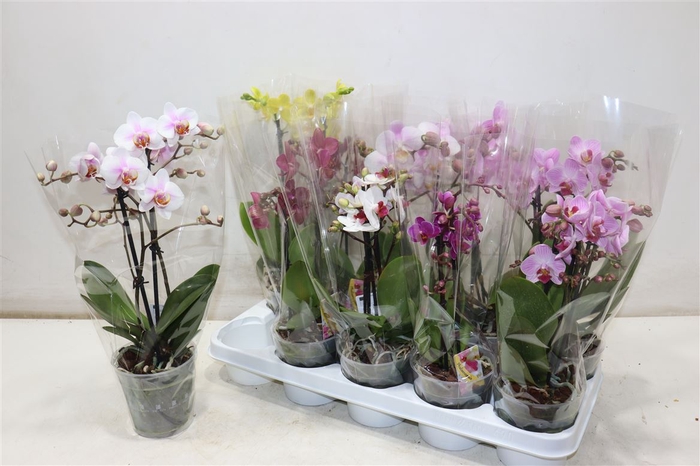 <h4>Phal Gem</h4>