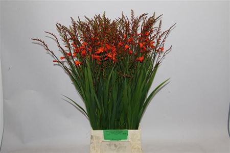 <h4>Crocosmia Klbl Red King</h4>