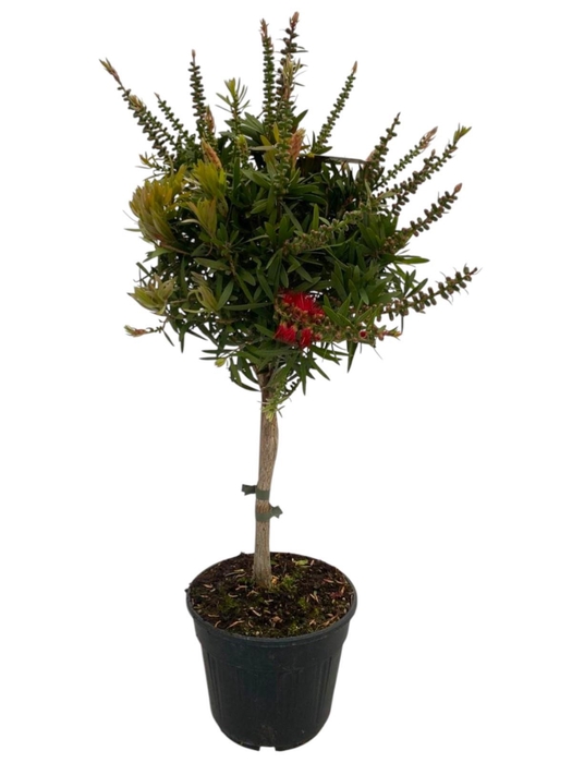 <h4>CALLIS CI SPLENDENS</h4>