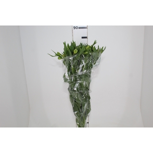 ALSTROEMERIA DUBAI 080 CM