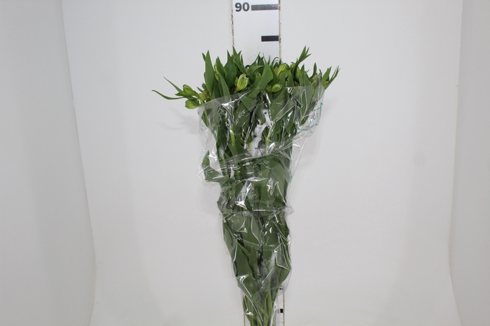<h4>ALSTROEMERIA DUBAI 080 CM</h4>