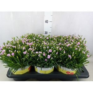 Dianthus allw. 'Lucky Lips Lola'