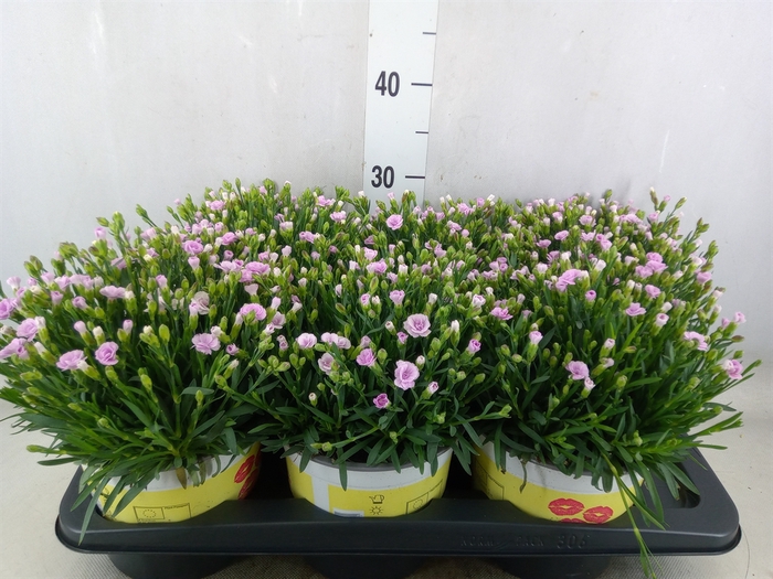 <h4>Dianthus allw. 'Lucky Lips Lola'</h4>
