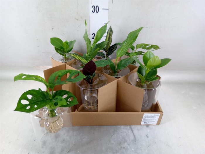 <h4>Planten  ..mix</h4>