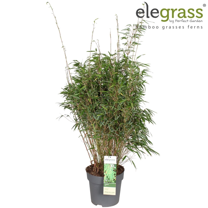 Fargesia rufa