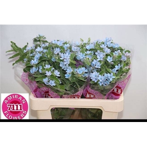 OXY CO TAN PURE BLU