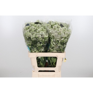 Astr Billion Star Xl