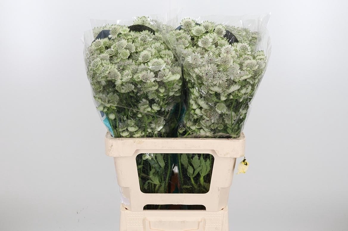 <h4>Astr Billion Star Xl</h4>