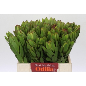 LEUCAD SAF GOLDSTRIK